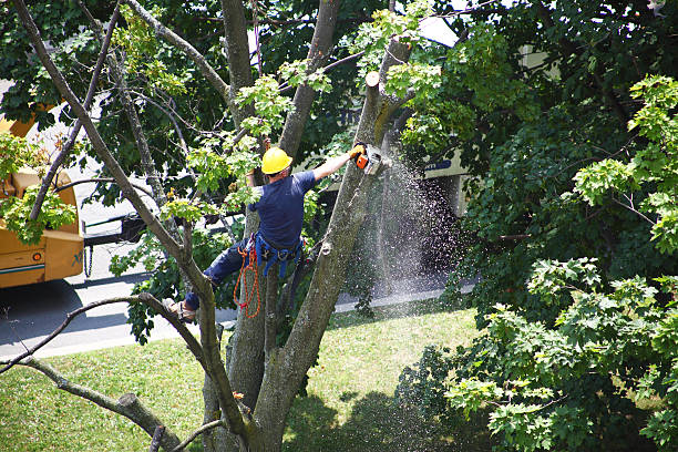 Best Utility Line Clearance  in Pleasant View, TN